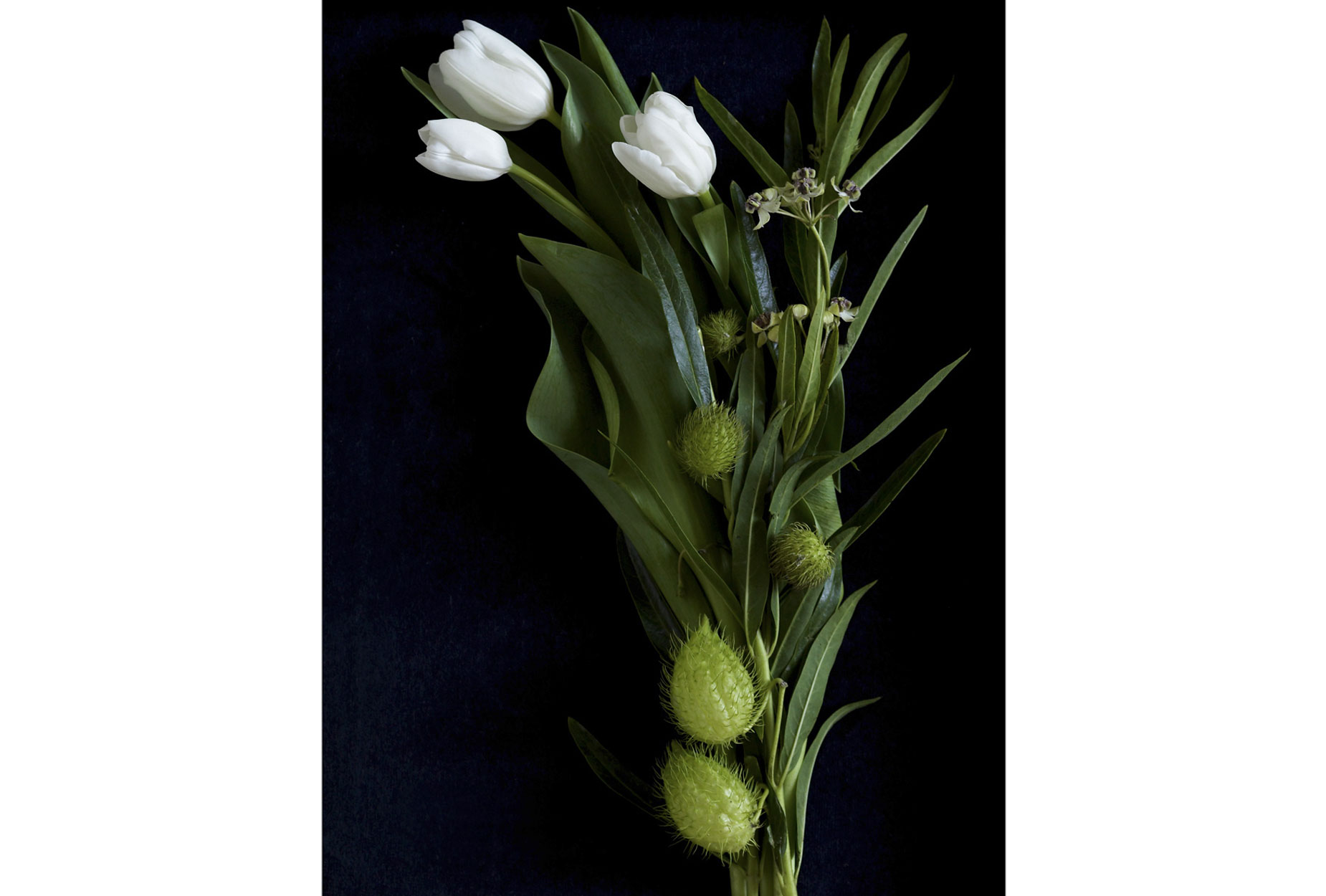 White-Tulips
